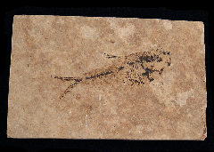 Diplomystus fish - X479d | Buried Treasure Fossils