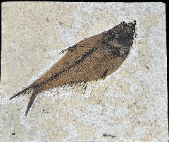 Top quality Green River Fm. Fossil fish for sale | Buried Treasure Fossils