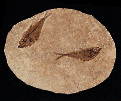 Diplomystus fish