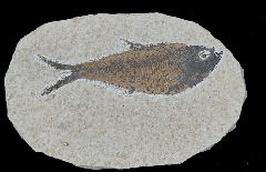 Top quality Green River Fm. Fossil fish for sale | Buried Treasure Fossils