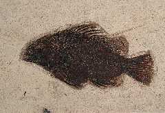 Priscacara liops | Buried Treasure Fossils