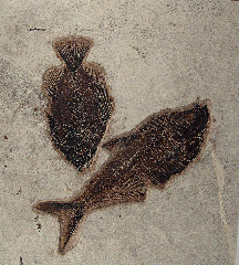Fossil fish for sale from the Green River formation | Buried Treasure Fossils