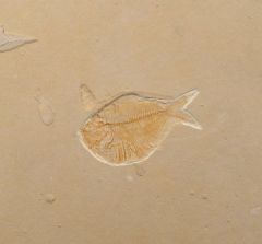 Satericthys sp. 