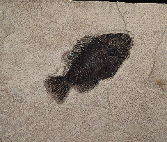 Green River Fm. fossil fish for sale | Buried Treasure Fossils