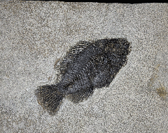 Green River Fm. fossil fish for sale | Buried Treasure Fossils