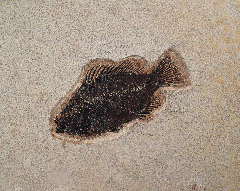 Green River Fm. Cockereillites fish for sale | Buried Treasure Fossils