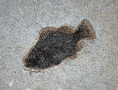 Green River Fm. Cockereillites fish for sale | Buried Treasure Fossils