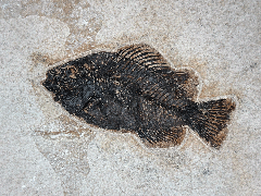 Green River Fm. fossil fish for sale | Buried Treasure Fossils