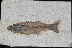 Mioplosus labracoides fossil fish for sale | Buried Treasure Fossils
