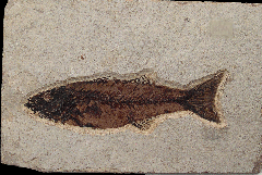 Mioplosus labracoides fossil fish for sale | Buried Treasure Fossils