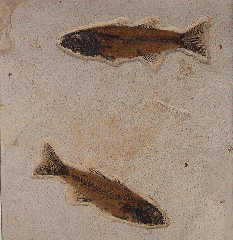Mioplosus labracoides fossil fish for sale | Buried Treasure Fossils