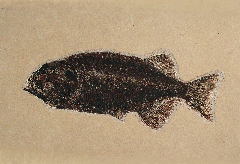 Top Quality Fossil fish for sale - Phareodus | Buried Treasure Fossils