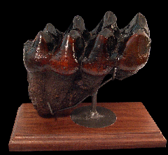 Mastodon tooth for sale | Buried Treasure Fossils