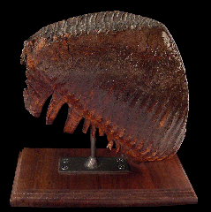 Alaskan Woolly Mammoth tooth | Buried Treasure Fossils
