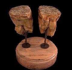 Columbian Mammoth molars | Buried Treasure Fossils
