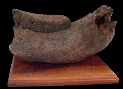 Woolly Mammoth tooth from Siberia | Buried Treasure Fossils