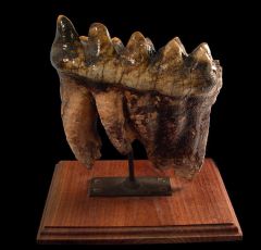 Top Quality Mastodon tooth for sale | Buried Treasure Fossils 