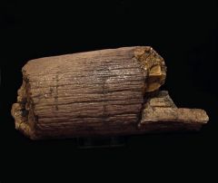 Gem Gomphotherium tooth for sale | Buried Treasure Fossils