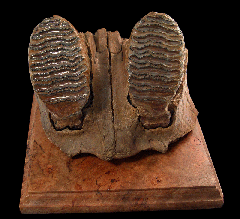 Alaskan Woolly Mammoth tooth | Buried Treasure Fossils