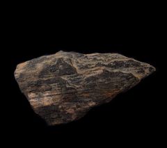 Gem Gomphotherium tooth for sale | Buried Treasure Fossils
