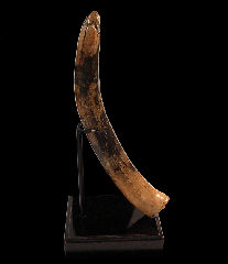 North Sea Woolly Mammoth tooth for sale | Buried Treasure Fossils