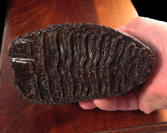North Sea Woolly Mammoth tooth for sale | Buried Treasure Fossils