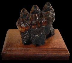 Mastodon tooth for sale | Buried Treasure Fossils