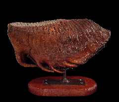 Extra Large Woolly Mammoth tooth for sale | Buried Treasure Fossils