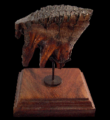 Alaskan Woolly Mammoth tooth | Buried Treasure Fossils