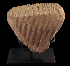 Columbian Mammoth molar | Buried Treasure Fossils