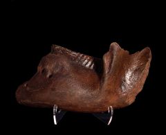 Adult Woolly Mammoth jaw for sale | Buried Treasure Fossils