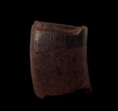 Paramylodon harlani tooth | Buried Treasure Fossils