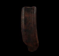 Paramylodon harlani tooth | Buried Treasure Fossils