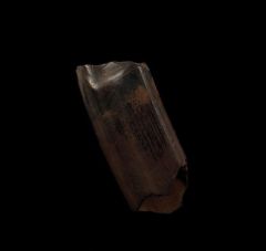Paramylodon harlani tooth for sale | Buried Treasure Fossils