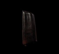 Paramylodon harlani tooth | Buried Treasure Fossils