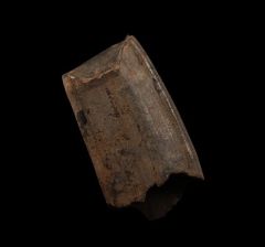 Megalonyx tooth for sale | Buried Treasure Fossils