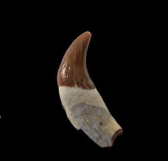 Bear Tooth - Florida