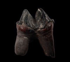 Tapir tooth for sale | Buried Treasure Fossils