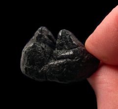Tapir tooth for sale | Buried Treasure Fossils