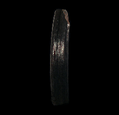 Giant Beaver incisor tooth | Buried Treasure Fossils
