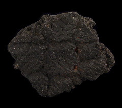 Glyptotherium scute | Buried Treasure Fossils