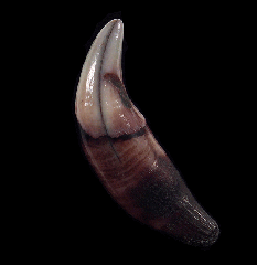 Dire Wolf canine - Florida | Buried Treasure Fossils