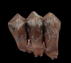 Camel molar - northern Florida | Buried Treasure Fossils