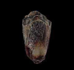 Camel molar for sale - northern Florida | Buried Treasure Fossils