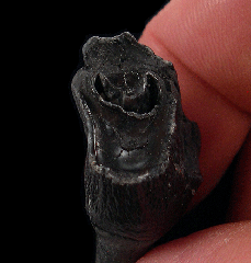 Camel premolar - So. Carolina | Buried Treasure Fossils