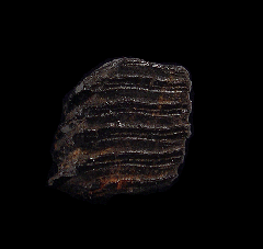 Capybara tooth fossil for sale | Buried Treasure Fossils