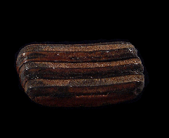 Capybara tooth fossil  | Buried Treasure Fossils