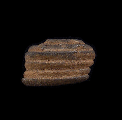 Capybara tooth for sale - So. Carolina | Buried Treasure Fossils