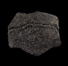 Turtle Shell