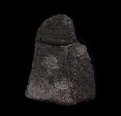 Turtle Shell